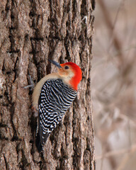 One female One female One male Red-bellied Woodpecker hanging from a tree trunk