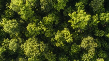 Naklejka premium Aerial view of a lush green forest, showcasing the dense canopy of trees and vibrant foliage.