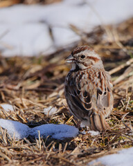 One song sparrow standing in short dry grasses