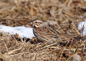 One song sparrow standing in short dry grasses