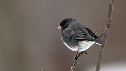 One Dark-eyed junco perched on a small branch