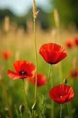 Fototapeta premium Red poppies in a field of tall grasses and long, golden leaves, countryside, red poppies