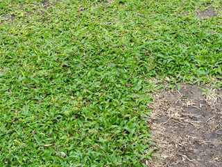 Manila Grass growing in the garden and some died from dehydration. Zoysia Grass is a native grass of Thailand that is popularly grown because it resistant to trampling, easy to maintain. siglap grass
