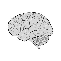 human brain vector illustration isolated on white background