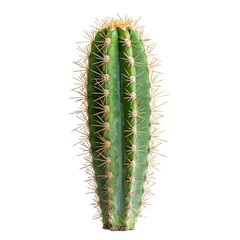 Fototapeta premium Acanthocereus tetragonus photography nature desert isolated close-up