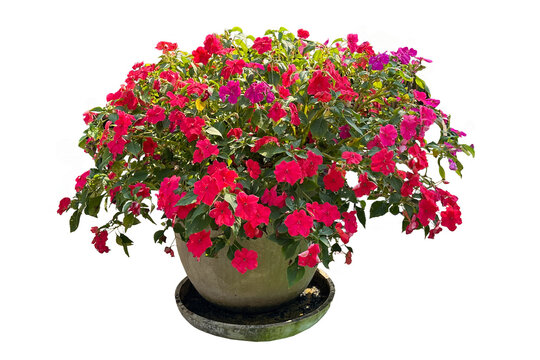 Impatiens flowers in full bloom, arranged beautifully in a large decorative planter