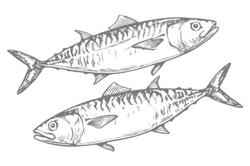 Hand-drawn sketch illustration of a mackerel fish in vintage etching style. Detailed line art with textured shading, perfect for menus, packaging, and marine-themed designs