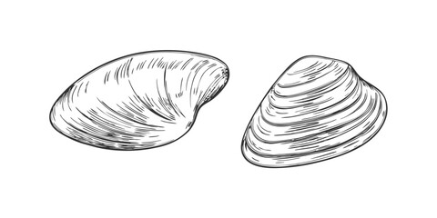 Hand-drawn sketch illustration of a mussels in vintage etching style. Detailed line art with textured shading, perfect for menus, packaging, and sea food designs