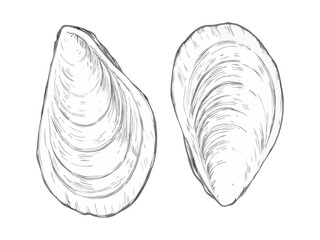 Hand-drawn sketch illustration of a mussels in vintage etching style. Detailed line art with textured shading, perfect for menus, packaging, and sea food designs