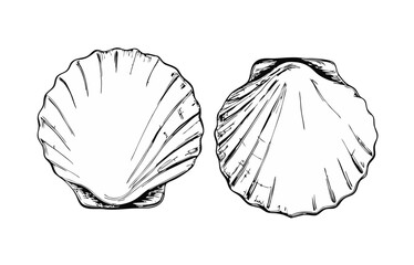 Hand-drawn sketch illustration of a scallop with detailed lines and shading. This vintage-style scallop design is perfect for seafood menus, packaging, prints, and marine-themed projects.