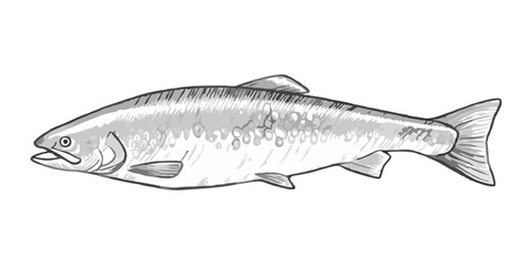 Hand-drawn sketch illustration of a salmon fish with detailed line art. This vintage-style salmon design is perfect for seafood menus, packaging, and fishing-themed projects.