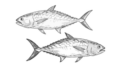 Fototapeta premium Hand-drawn sketch illustration of a scallop with detailed lines and shading. This vintage-style scallop design is perfect for seafood menus, packaging, prints, and marine-themed projects.