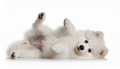 Fototapeta premium white pomeranian puppy