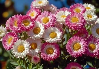 Colorful Pink and White Flowers in Full Bloom in Bright Sunlight