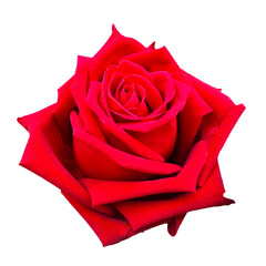 red rose isolated on transparent background