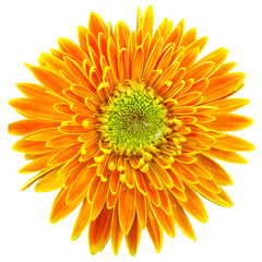 orange gerbera isolated on transparent background