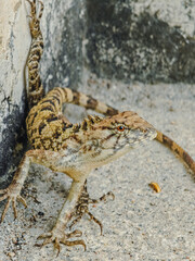 brown lizard on the rock