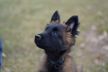 Berger-Belge Tervueren, regard