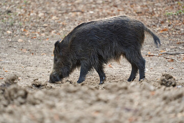 Wild boar foraging in forest........