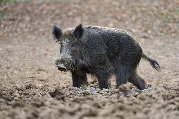 Wild boar foraging in forest........