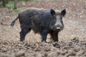 Wild boar startled in muddy terrain........