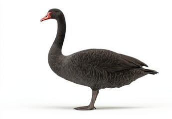 Fototapeta premium Black swan standing gracefully against a white background showcasing elegance and beauty in nature with striking features and unique coloration