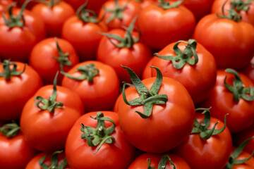Harvest of big ripe pink tomatoes