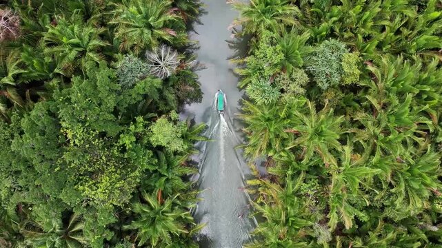 Sago plantations grow abundantly on the banks of rivers, with calm flowing water. People use it as a source of food and life.