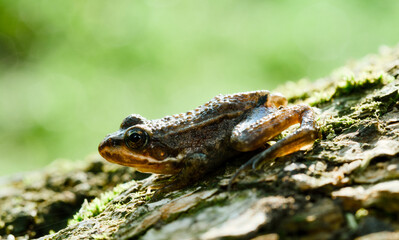 lizard on the stone