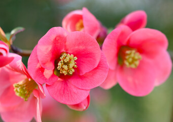 Obraz premium bee on pink flower