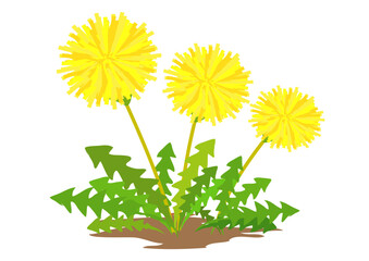 道端に咲くたんぽぽの花