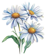 Fototapeta premium PNG Delicate watercolor daisy illustration