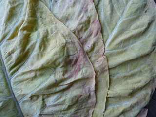 Tobacco leaves are dried in natural conditions and strung on a string for drying.Procurement of raw...