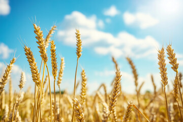 Fototapeta premium Rustic Wheat Field Background with Golden Grain – Idyllic Countryside Scene for Natural, Organic, and Farm-Themed Designs