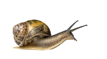 Brown garden snail crawling on a transparent background