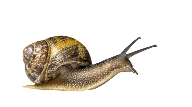 Brown garden snail crawling on a transparent background
