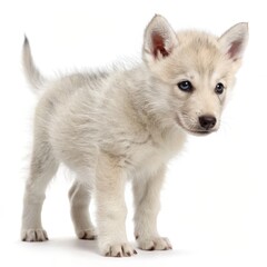 Obraz premium wolf photo, white background