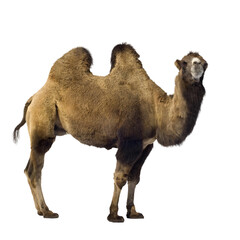Full length view of a bactrian camel standing against a transparent background, showcasing its two...