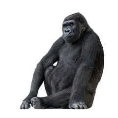 Large, powerful gorilla sitting on the ground and looking away, isolated on a transparent background © Eric Isselée