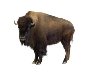 Majestic american bison isolated on transparent background, showcasing its powerful presence © Eric Isselée