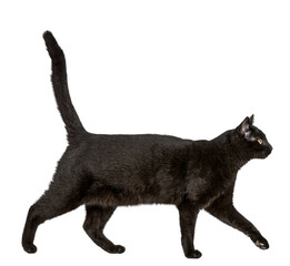 Elegant black cat gracefully walking with its tail held high, isolated on a transparent background