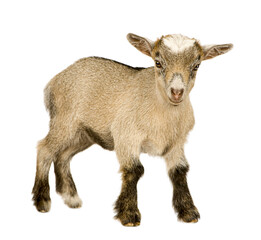 Adorable young pygmy goat standing, isolated on transparent background