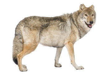 Full length profile view of eurasian wolf walking on transparent background