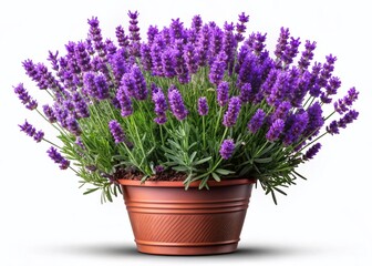 Naklejka premium Potted Lavender Flowers Isolated, Purple Herb Plant, Aromatic Blooms, Culinary Lavender, Fragrant Flowers PNG