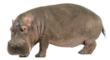 Obraz premium Full body shot of hippopotamus walking, isolated on transparent background