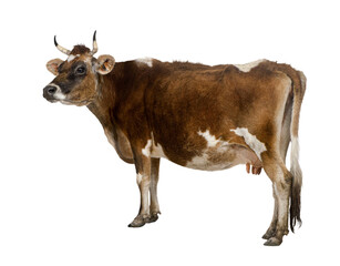 Side view of a brown and white dairy cow standing against a transparent background