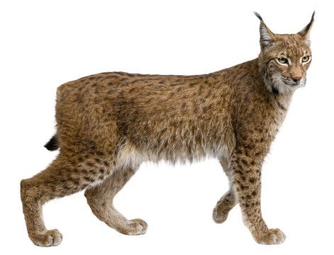 Full body profile of a eurasian lynx walking, isolated on transparent background