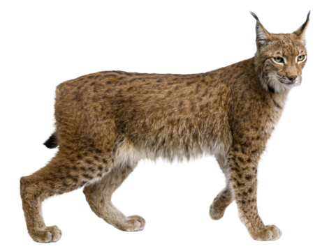 Full body profile of a eurasian lynx walking, isolated on transparent background