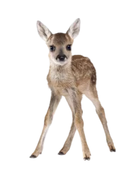  Full length portrait of a roe deer fawn standing on transparent background © Eric Isselée