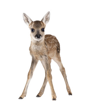 Full length portrait of a roe deer fawn standing on transparent background